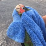 Injured parrot rescued An injured parrot was rescued near Vigoro Nursery on Tuesday. – Photo: Jane Haakonsson