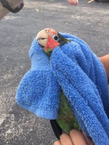 An injured parrot was rescued near Vigoro Nursery on Tuesday. – Photo: Jane Haakonsson