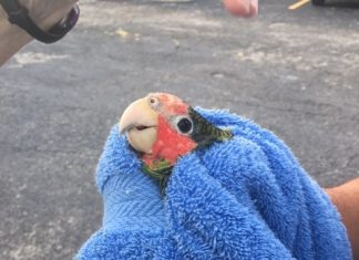 Injured parrot rescued An injured parrot was rescued near Vigoro Nursery on Tuesday. – Photo: Jane Haakonsson