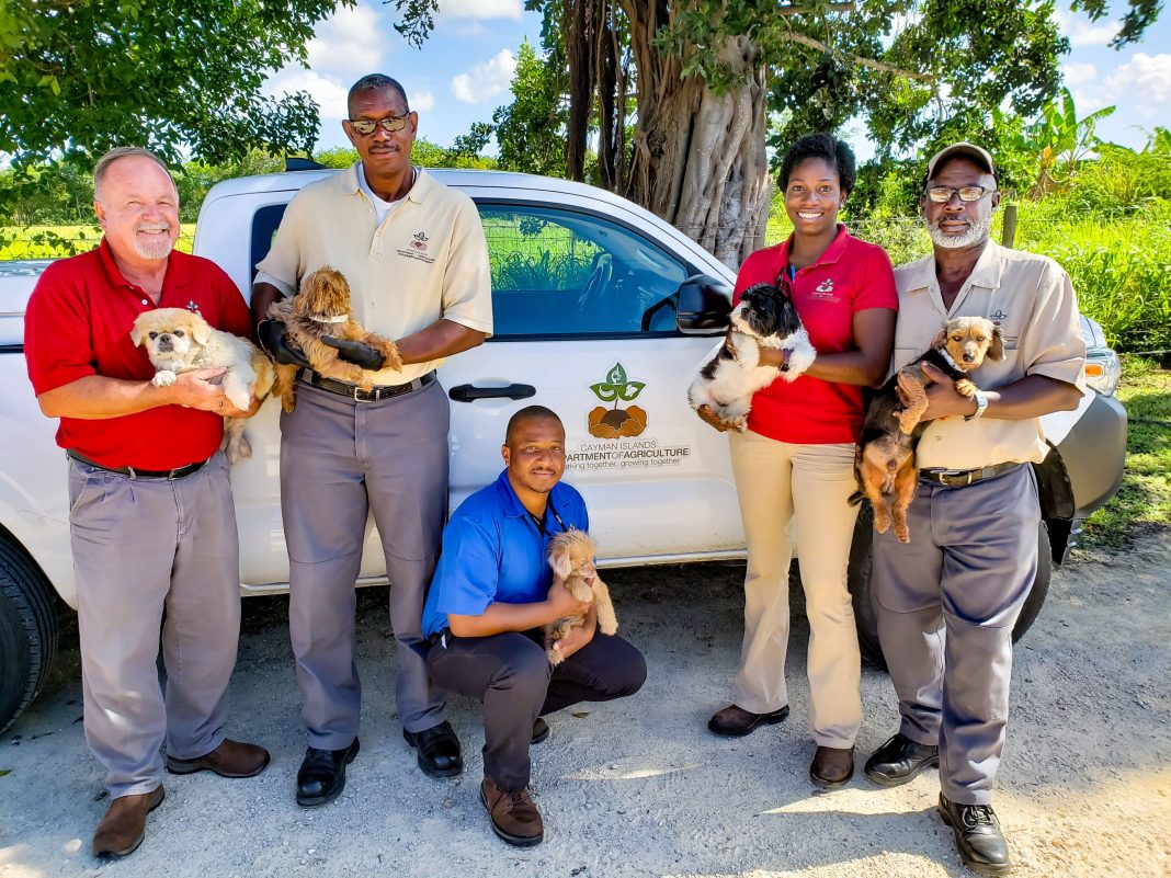DoA Staff with dogs groomed by Must Love Dogs