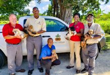 Happy ending for 42 dogs seized in animal cruelty case DoA Staff with dogs groomed by Must Love Dogs