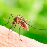 Dengue case confirmed in Cayman Islands resident