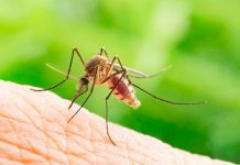 Two new cases of dengue reported