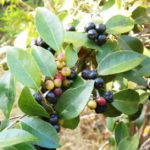 Native plant of the week