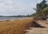 Sargassum mapping empowers tourists