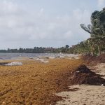 Sargassum mapping empowers tourists