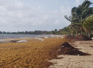 Sargassum mapping empowers tourists