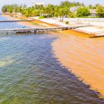 The Issue Explained: Sargassum in the Caribbean