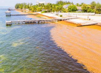 The Issue Explained: Sargassum in the Caribbean
