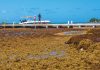 Businesses count the cost of an unwelcome visitor: sargassum