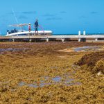 Businesses count the cost of an unwelcome visitor: sargassum