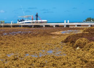 Businesses count the cost of an unwelcome visitor: sargassum