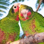 DoE registers 60 Cayman parrots in amnesty effort