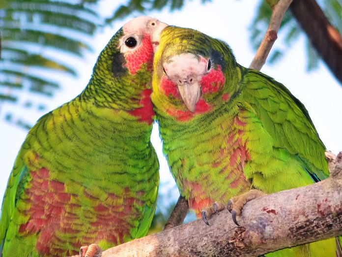 DOE registers parrots