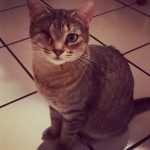 Pet of the week