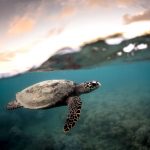 Hawksbill release plan not ‘a feasible venture’