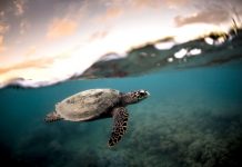 Hawksbill release plan not ‘a feasible venture’