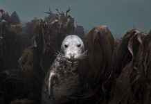 Life through the lens:Ellen Cuylaerts