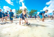Push to save hawksbill turtle