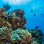 CCMI: No evidence scientists can recreate a reef