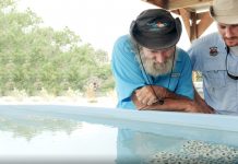Researcher aims to regrow coral in Cayman