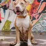 Pet of the week