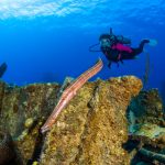 Verdant Isle outlines coral relocation plan