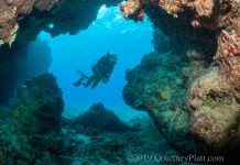 Scientists urge caution over coral relocation