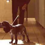 Tenders sought for drug-sniffing dogs in schools