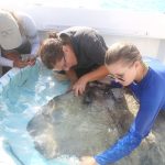 Injured stingray treated at sandbar