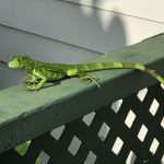Green iguana cull crosses 54k mark