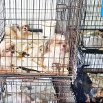 Woman headed to court on animal cruelty charges