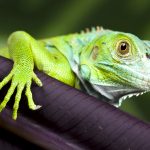 Stronger controls of invasive species introduced