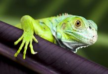 Cayman’s invasive species under spotlight