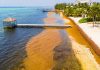 Year in Review: The summer of sargassum