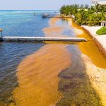 Year in Review: The summer of sargassum