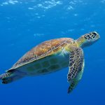 Most wild turtle hatchlings on Little and Grand Cayman related to turtle farm releases