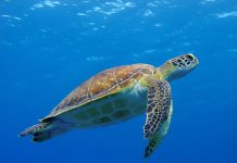 Most wild turtle hatchlings on Little and Grand Cayman related to turtle farm releases