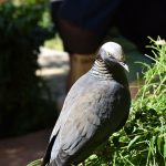 ‘Near-threatened’ birds released