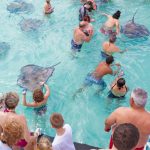 Stingray City licences capped