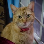 Pet of the Week