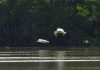Rare pelican sighting attracts birders to North Side