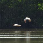 Rare pelican sighting attracts birders to North Side