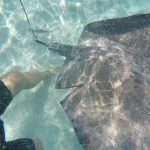 Stingrays injured by boats