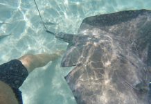 Stingrays injured by boats