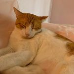 Pet of the week