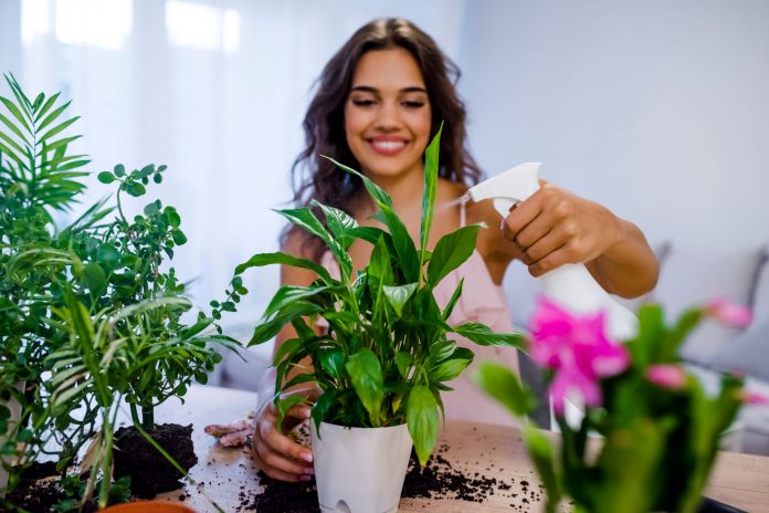 Plants