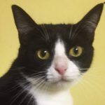 Pet of the week