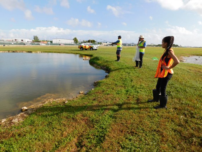 Airport Relocates Pond Wildlife1