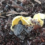 Plastic Free Cayman pleased with ban proposal